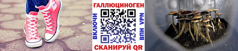 Галлюциногенные грибы Cubensis Ленинск-Кузнецкий
